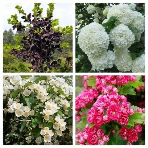 Декоративные кустарники - частное объявление в Уфа