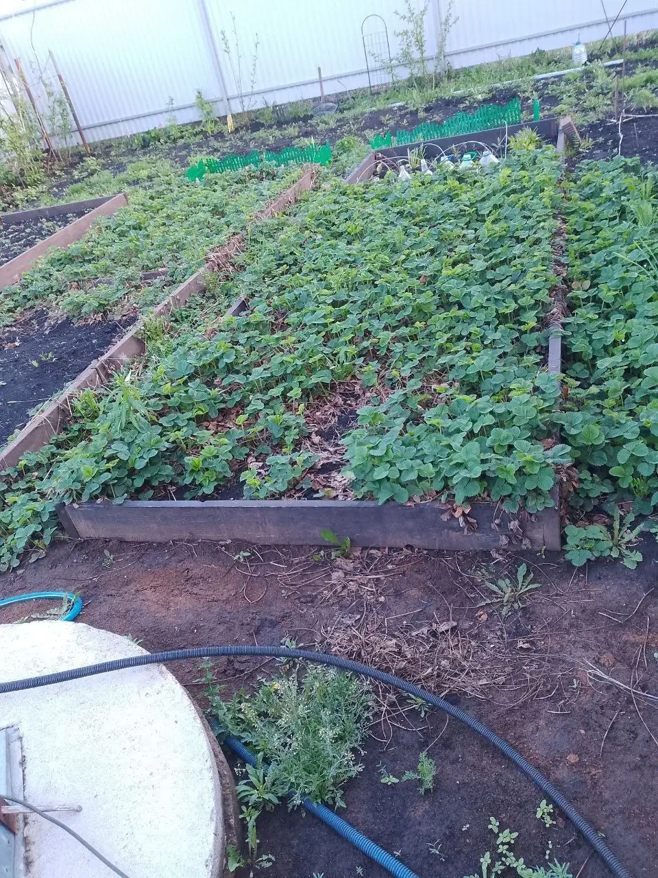 Продам розетки клубники сорт фестивальная - Рассада (Барахолка) в Уфа