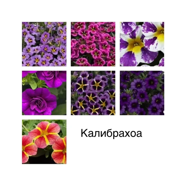 Продажа цветов и рассады перцев - Цветы и рассада в Уфа