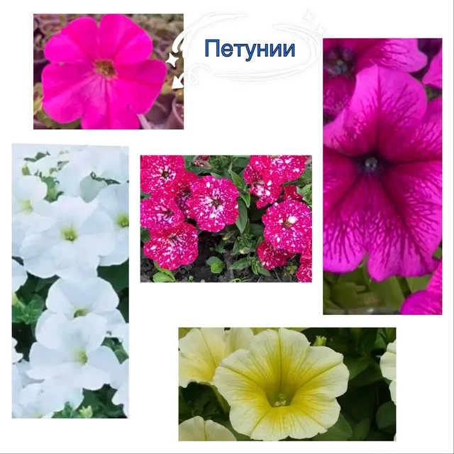 Продажа цветов и рассады перца - Посуда и кухонные принадлежности в Уфа