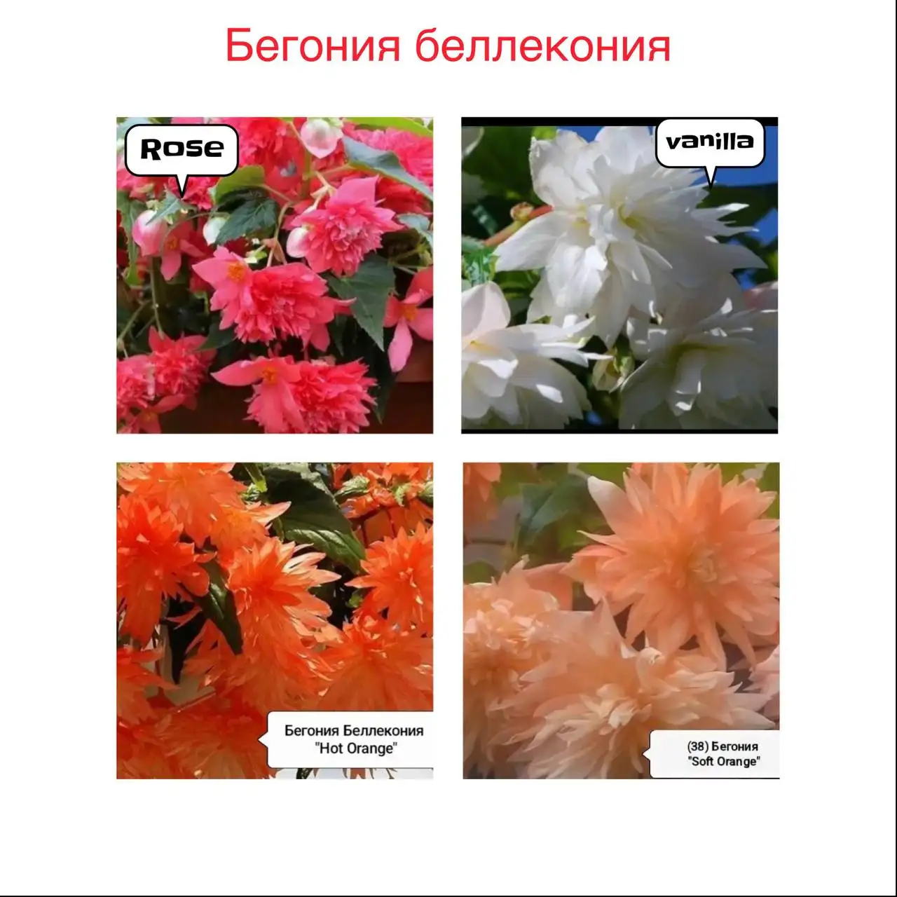 Продажа цветов и рассады перца - Для дома и дачи в Уфа