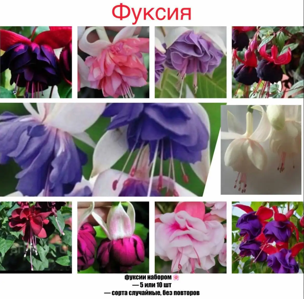 Продажа цветов и рассады перца - Для дома и дачи в Уфа