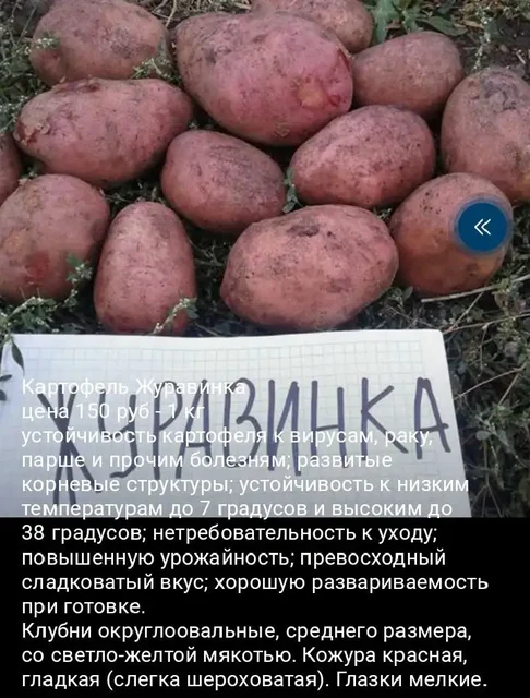 Продажа семенного картофеля - Посуда и кухонные принадлежности в Уфа