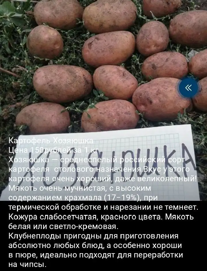 Продажа семенного картофеля - Растения (Для дома и дачи) в Уфа