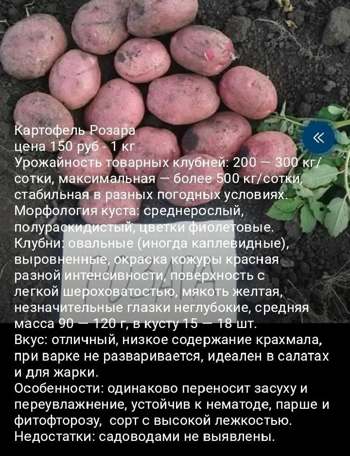 Продажа семенного картофеля - Растения (Для дома и дачи) в Уфа