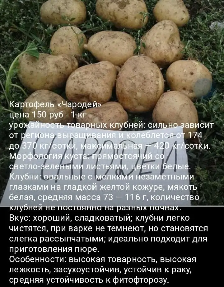 Продажа семенного картофеля - Растения (Для дома и дачи) в Уфа
