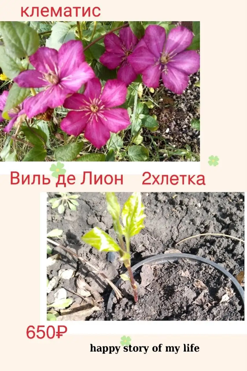 Продажа многолетних растений (ирисы, флоксы, лилейники) - Садоводство (Хобби и отдых) в Уфа