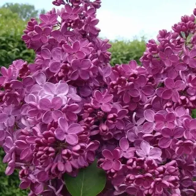 Сирень Знамя Ленина, двухлетка - Постельное белье в Уфа