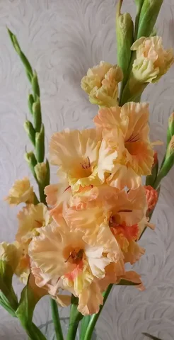 Луковицы гладиолуса 'Майя Плисецкая' - Рукоделие в Уфа