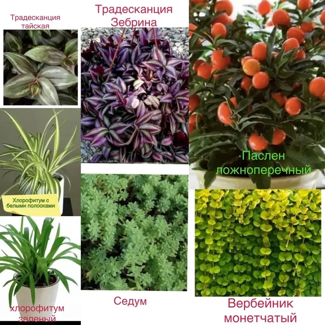 Продажа цветов и рассады перцев - Рукоделие в Уфа