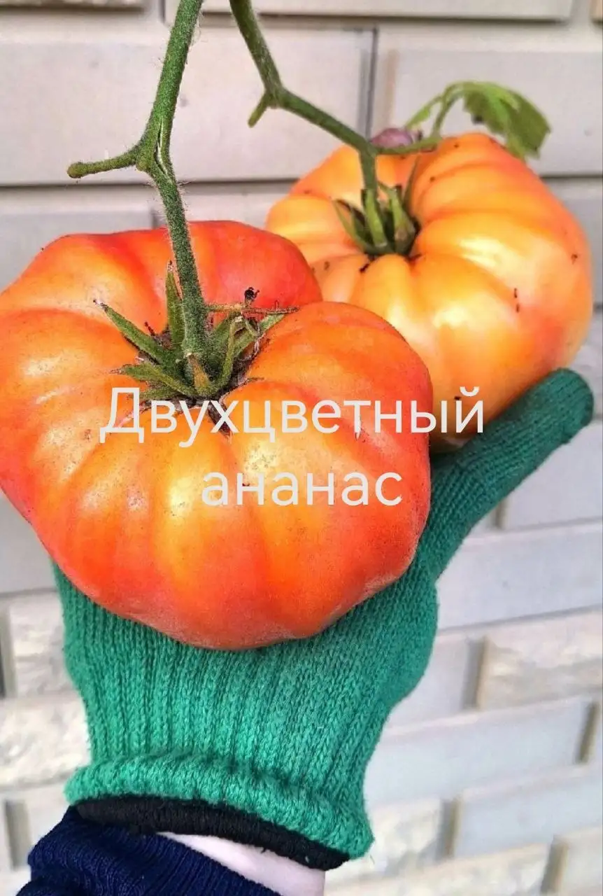 Продажа рассады томатов, перцев, капусты и цветов - Саженцы и рассада (Хобби и отдых) в Уфа