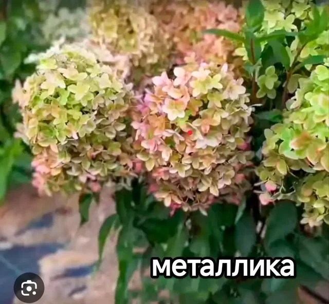 Продажа гортензий. Сорта Панфлора, Литтл эппл, Литтл спуки, металлика, Анабель - Саженцы и рассада в Уфа