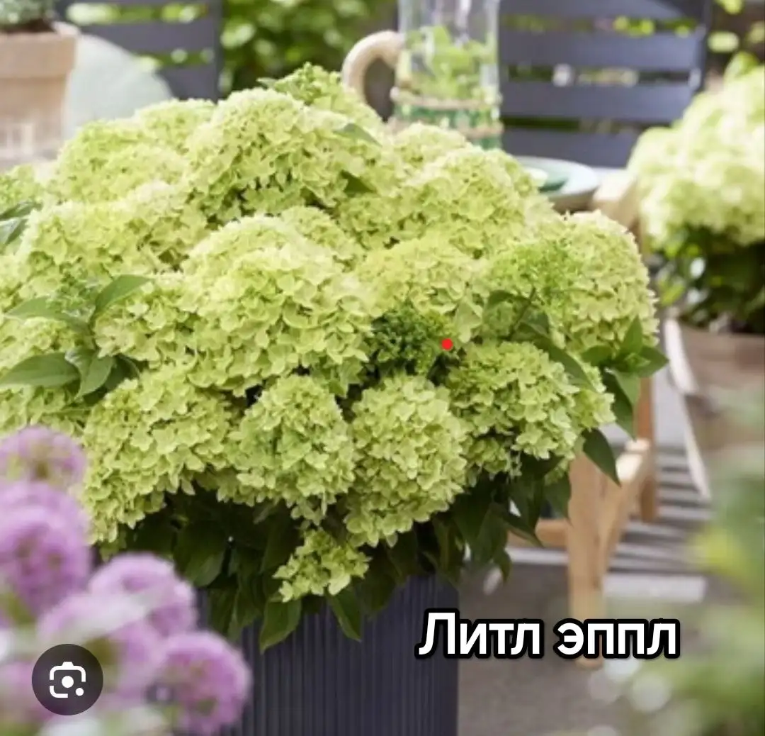 Продажа гортензий. Сорта Панфлора, Литтл эппл, Литтл спуки, металлика, Анабель - Растения (Для дома и дачи) в Уфа