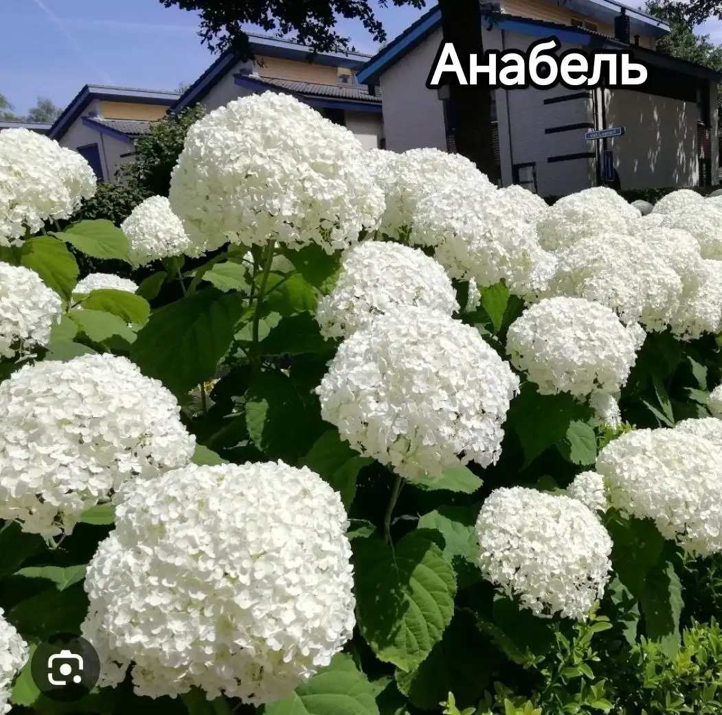 Продажа гортензий. Сорта Панфлора, Литтл эппл, Литтл спуки, металлика, Анабель - Растения (Для дома и дачи) в Уфа