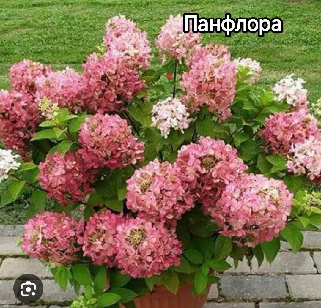 Продажа гортензий. Сорта Панфлора, Литтл эппл, Литтл спуки, металлика, Анабель - Растения (Для дома и дачи) в Уфа