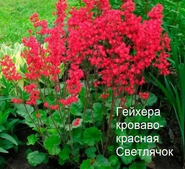 Гейхеры - Растения в Уфа