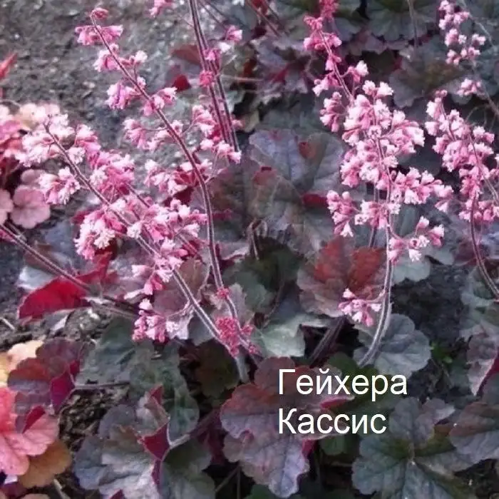 Гейхеры - Растения в Уфа