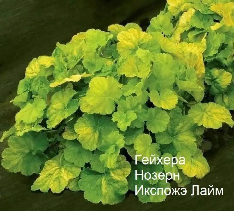 Гейхеры - Растения в Уфа