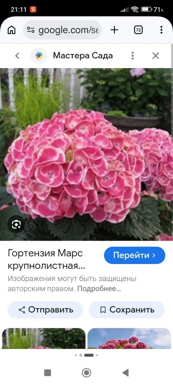 Продажа гортензии Марс крупнолистовой - Растения в Уфа