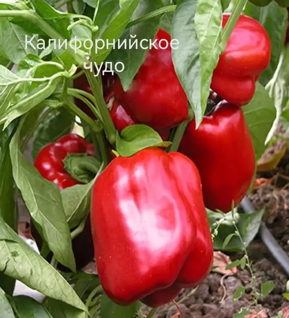 Продажа излишков рассады - Обои в Уфа