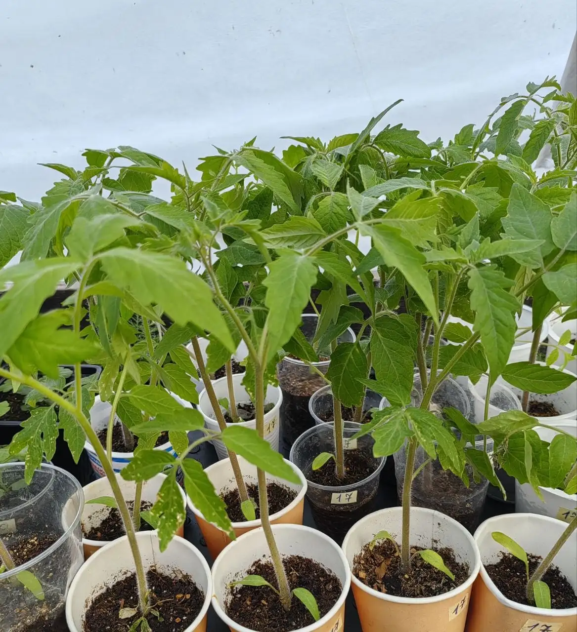 Продажа излишков рассады - Растения (Для дома и дачи) в Уфа