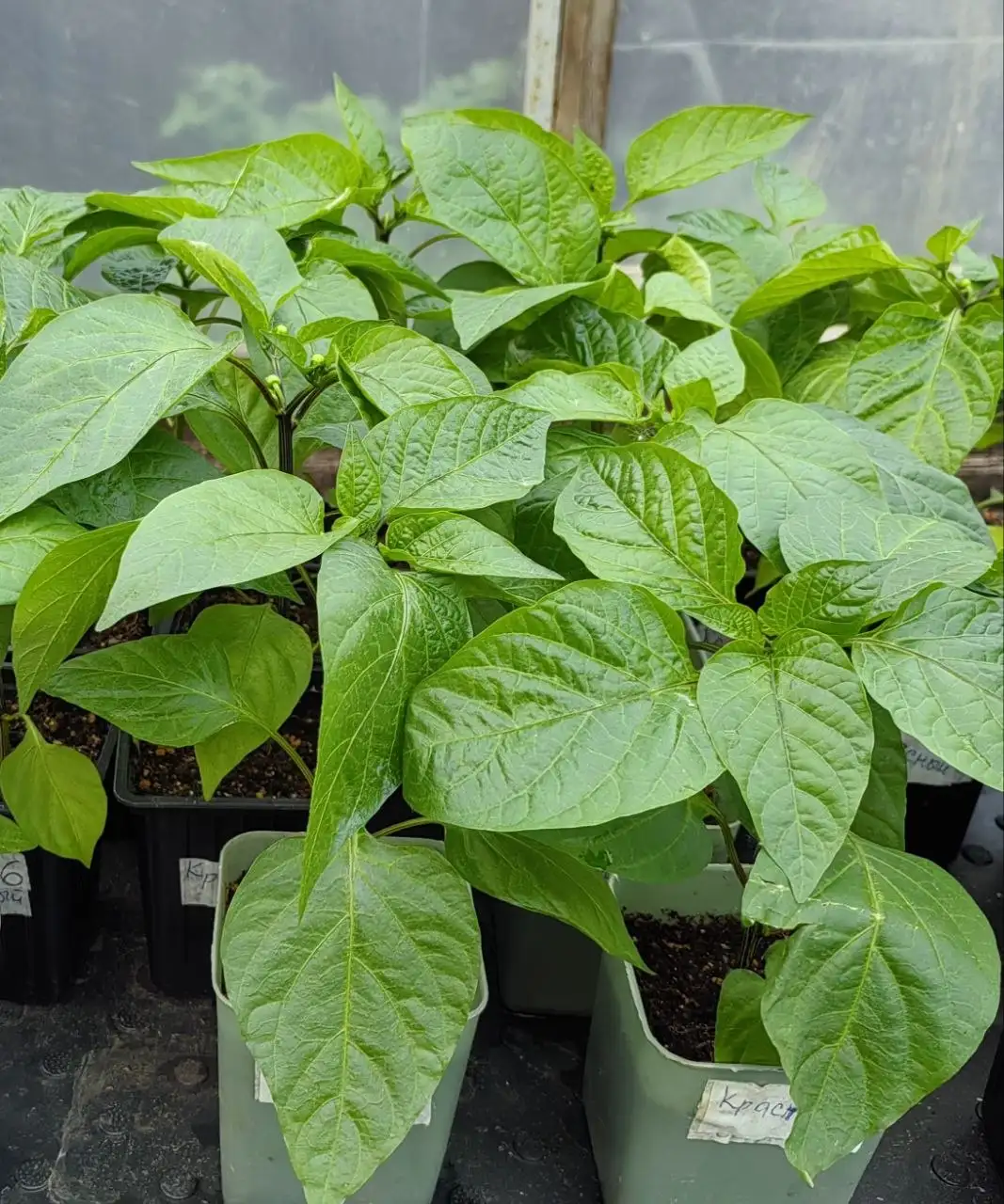 Продажа излишков рассады - Растения (Для дома и дачи) в Уфа