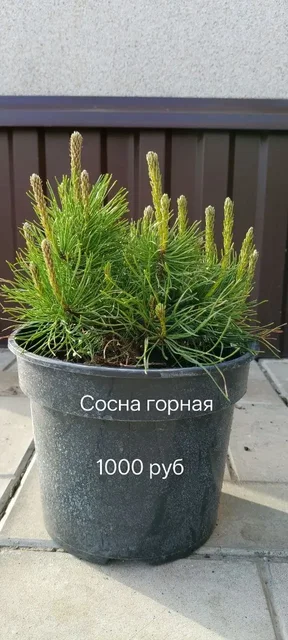 Продам хвойные растения - Растения в Уфа