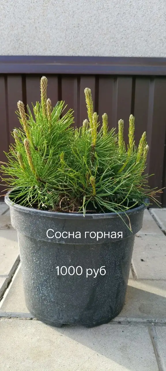Продам хвойные растения Нагаево - Хобби и отдых в Нагаево