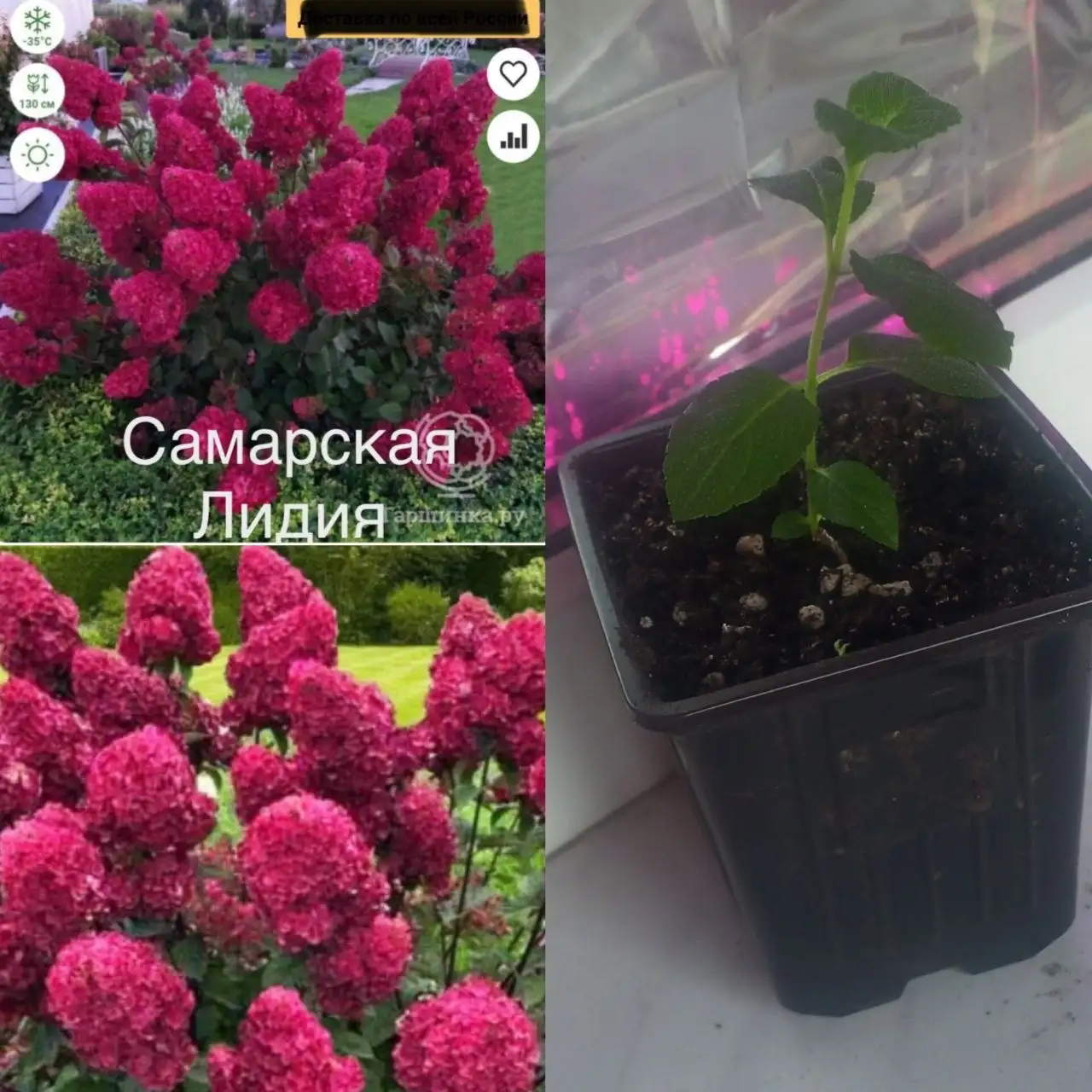 Продажа растений: Астранция, Клематис, Гортензия, Гейхеры - Растения (Хобби и отдых) в Уфа