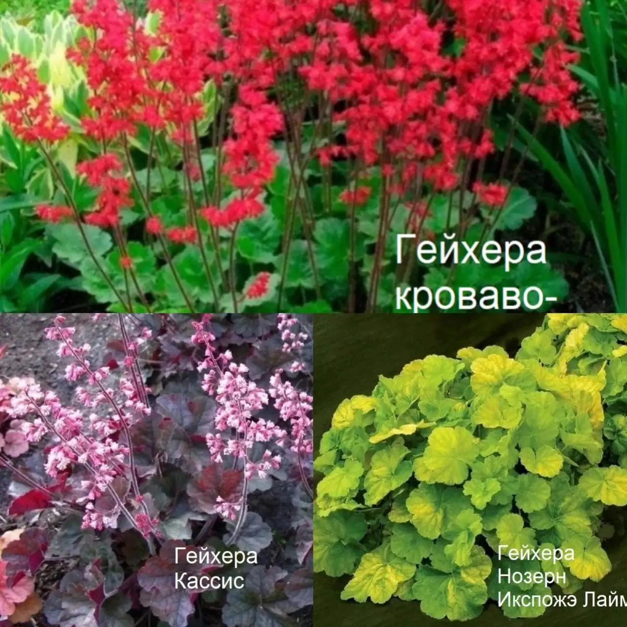 Продажа растений: Астранция, Клематис, Гортензия, Гейхеры - Растения (Хобби и отдых) в Уфа