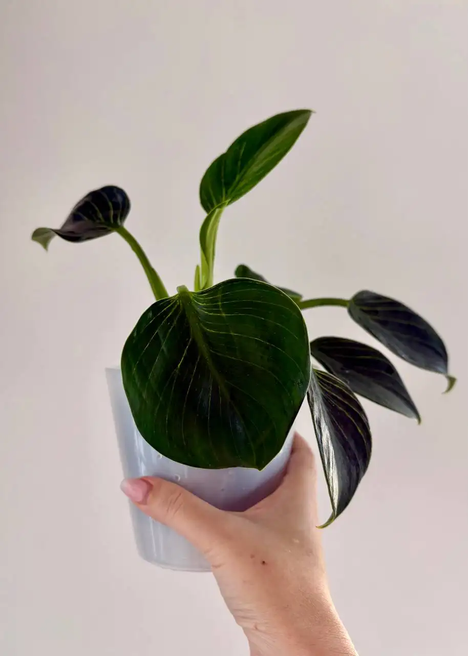 Филодендрон Биркин в пластиковом горшке - Хобби и отдых (Растения) в Уфа