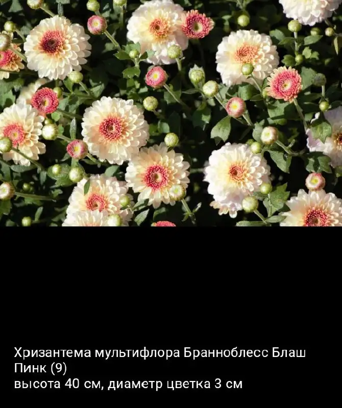 Хризантемы и мартрикария в Уфе - Цветы (Растения) в Уфа
