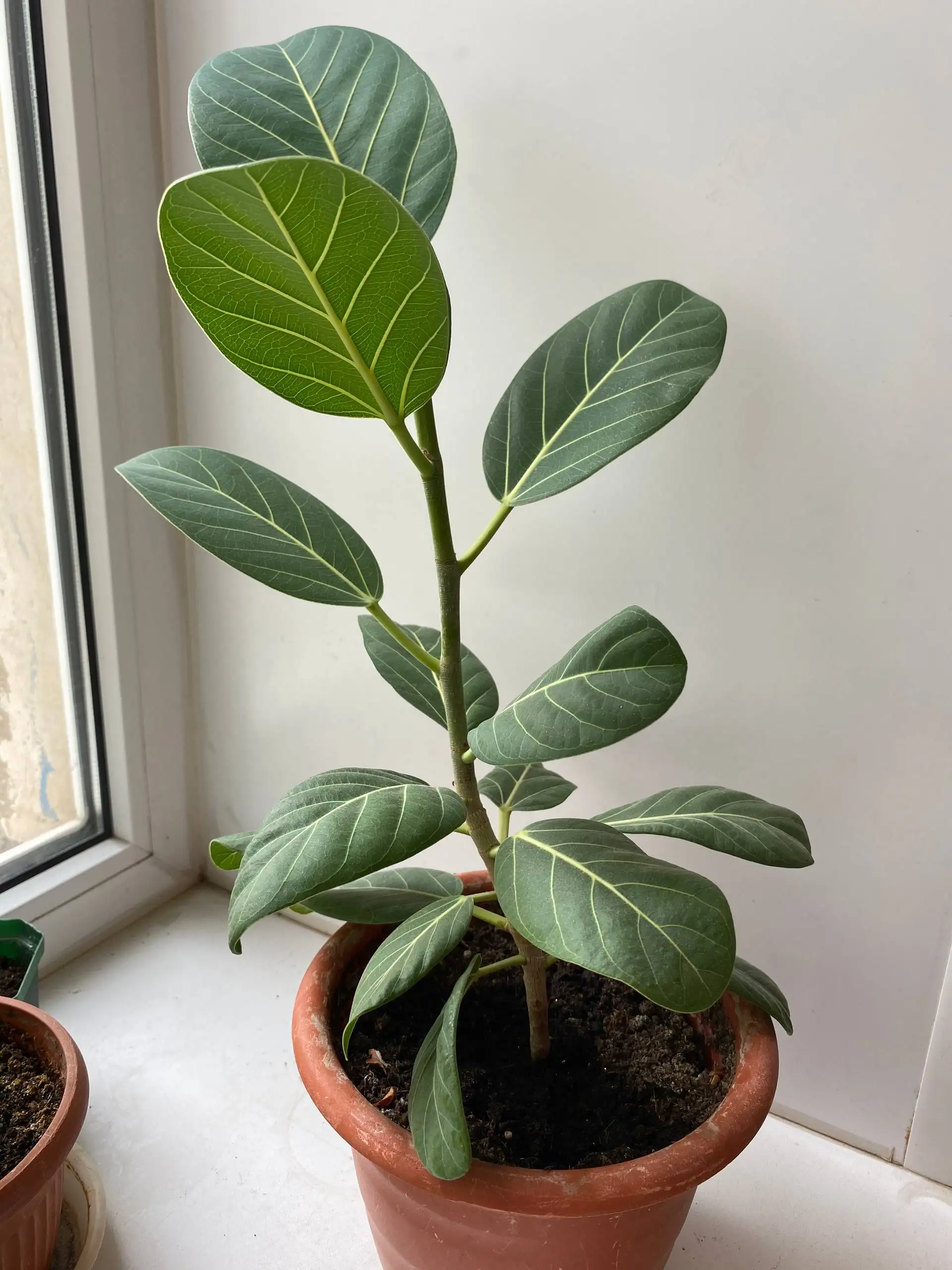 Фикус бенгальский - Для дома и дачи в Уфа