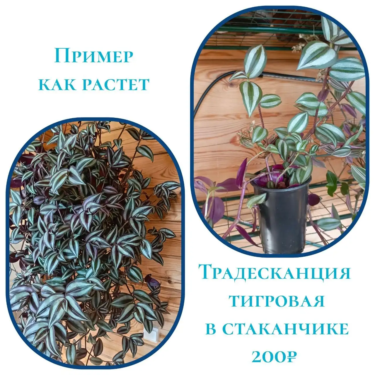 Обмен вязаного пледа на маленькую суккулентную розетку - Обмен (Барахолка) в Уфа