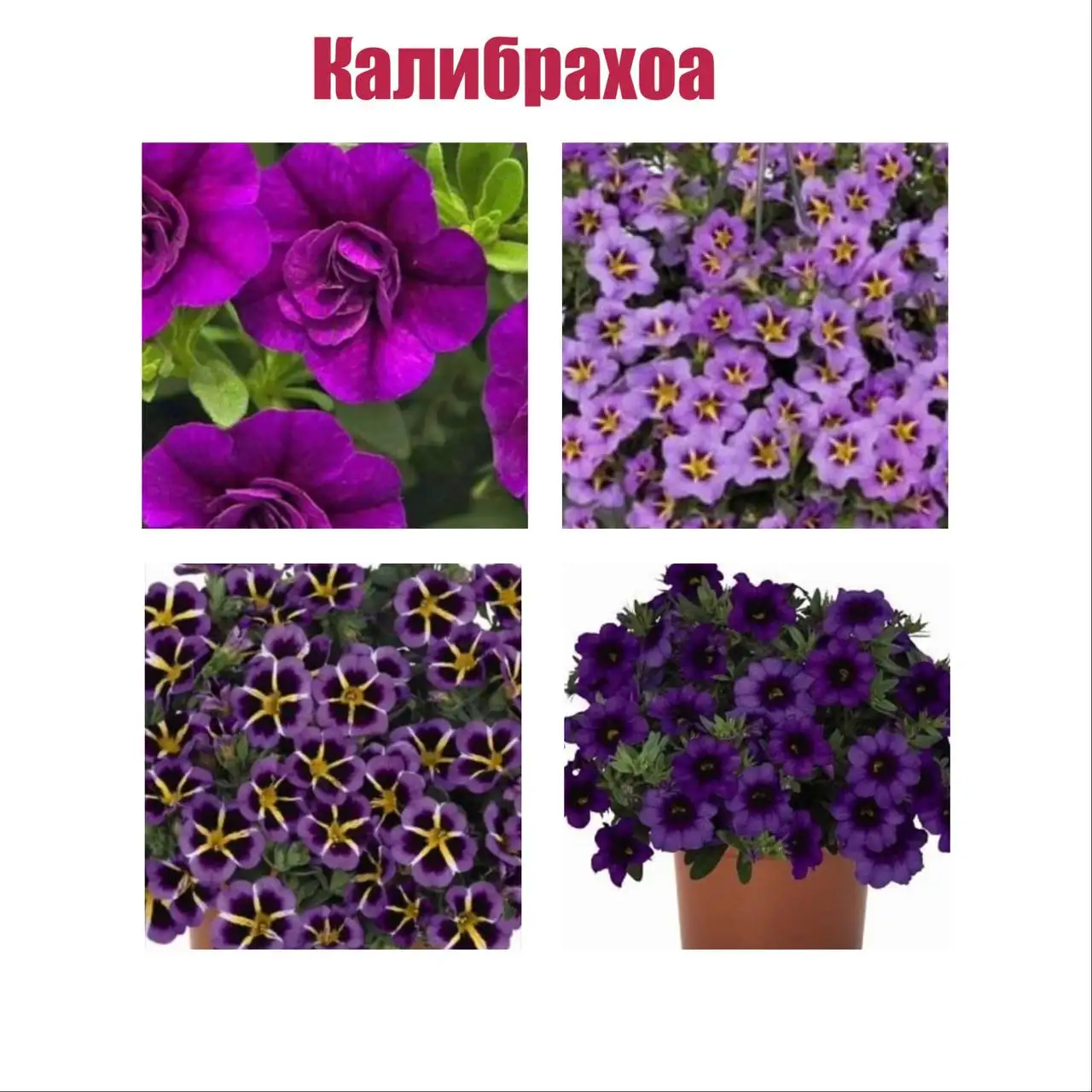 Распродажа рассады - Рассада (Для дома и дачи) в Уфа
