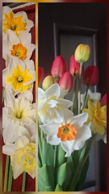 Продажа луковиц нарциссов в Уфе - частное объявление в Уфа