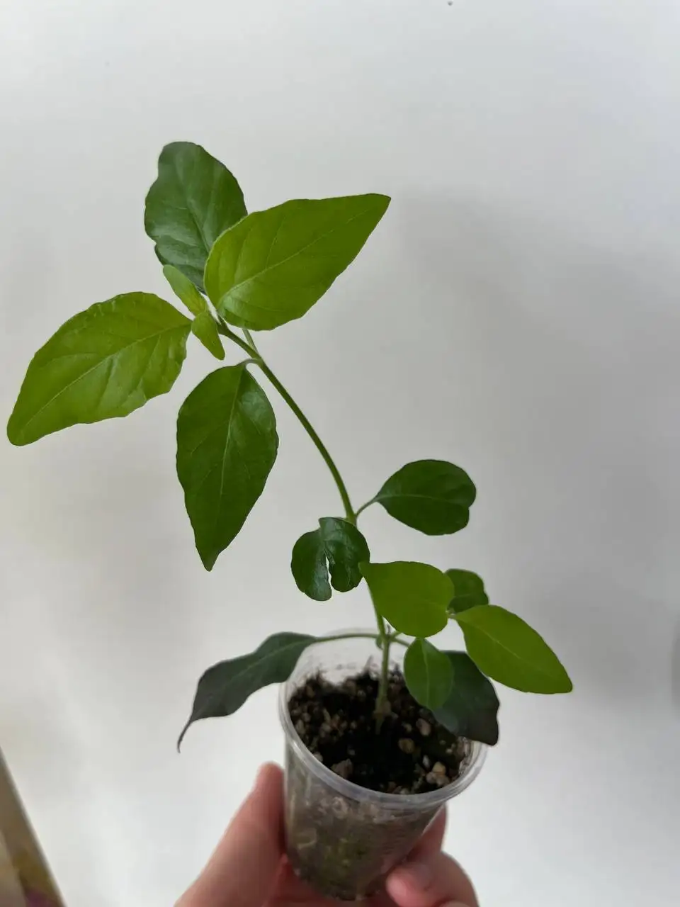 Укорененные черенки белопероне - Растения (Хобби и отдых) в Уфа