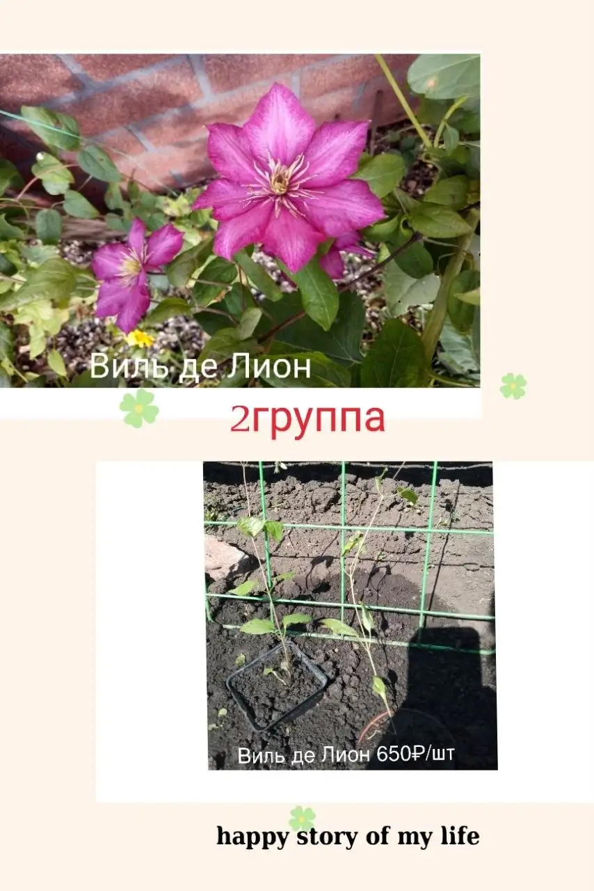Саженцы можжевельника, айвы, малины, клематисов - Саженцы (Для дома и дачи) в Уфа
