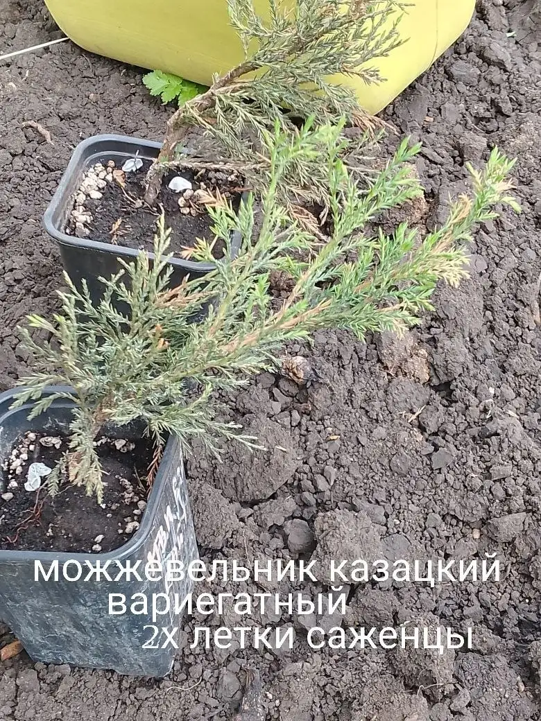 Саженцы: можжевельник, айва, малина, клематисы - Растения (Для дома и дачи) в Уфа