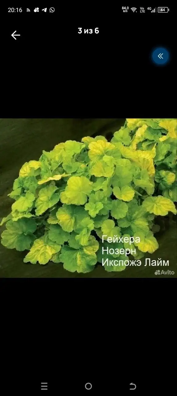 Продажа растений: гейхеры и клематисы - Для дома и дачи в Уфа