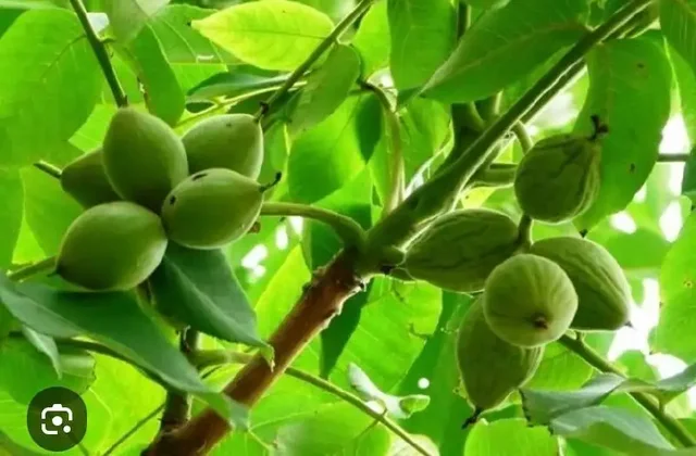 Продам маньчжурский орех - Мебель для гостиной в Уфа