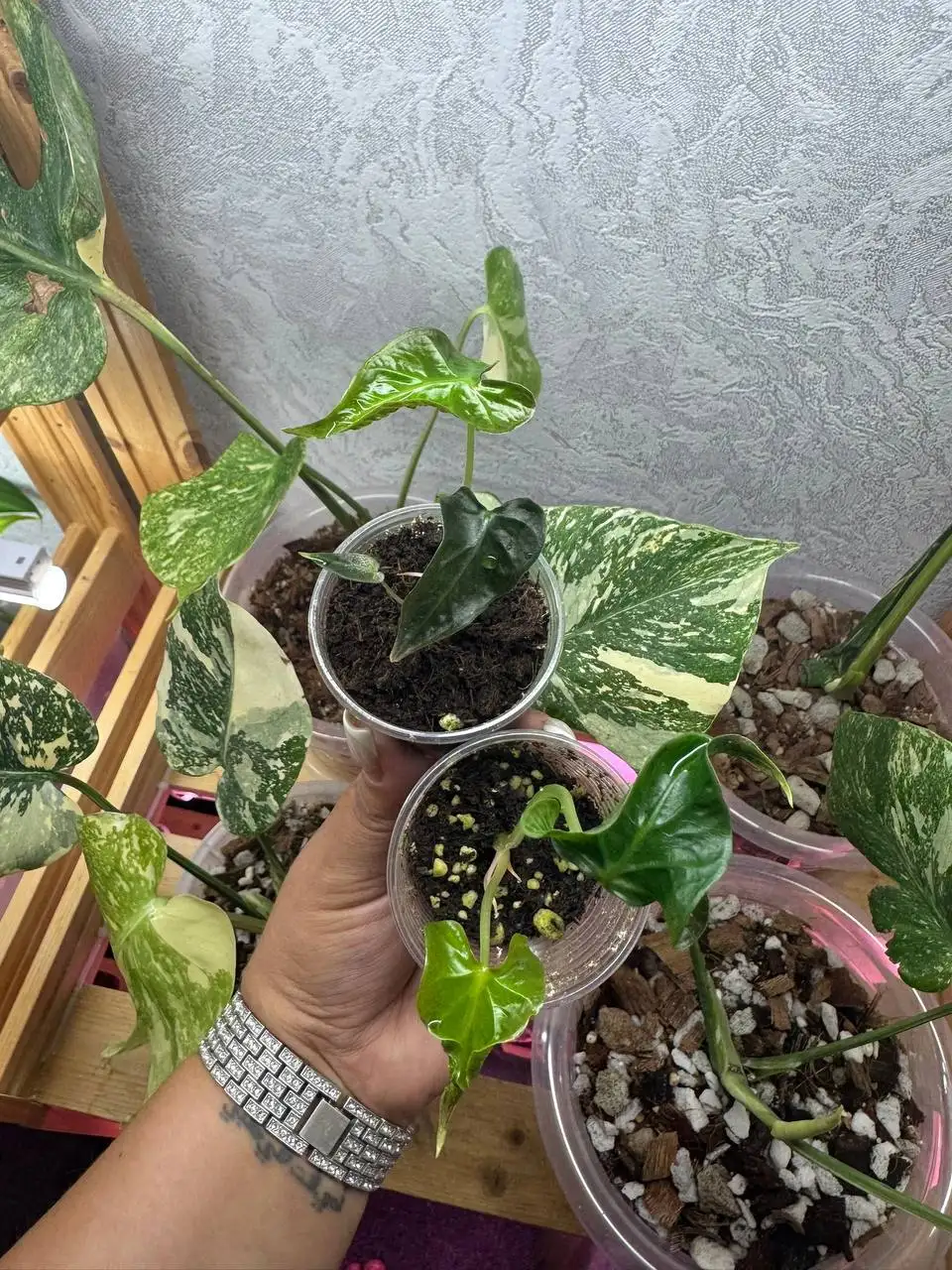 Alocasia Loco детки - Растения в Уфа
