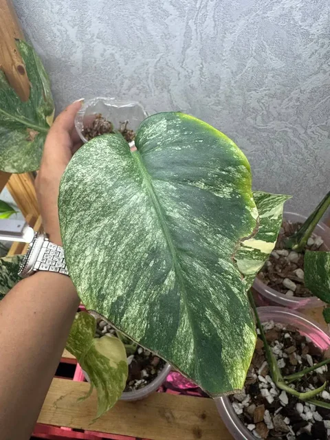 Продаю Monstera Deliciosa Mint - Мебель для гостиной в Уфа
