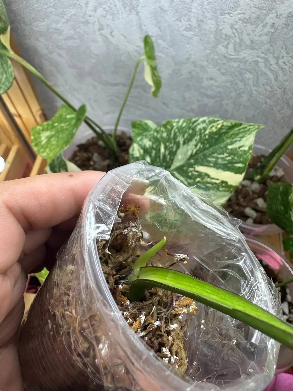 Продаю Monstera Deliciosa Mint - Растения (Для дома и дачи) в Уфа
