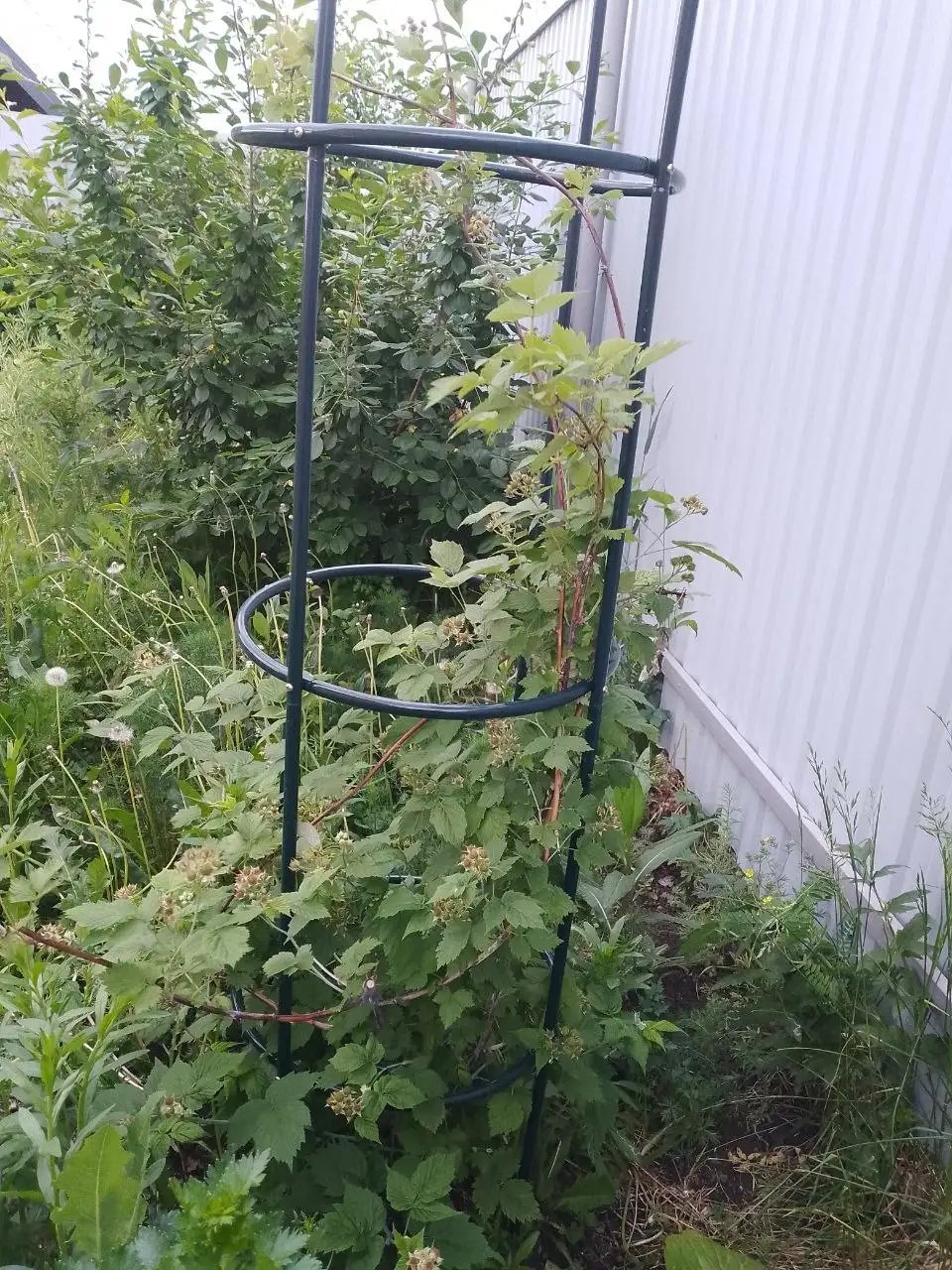 Продам саженцы черной малины Кумберленд - Растения и сад (Для дома и дачи) в Уфа