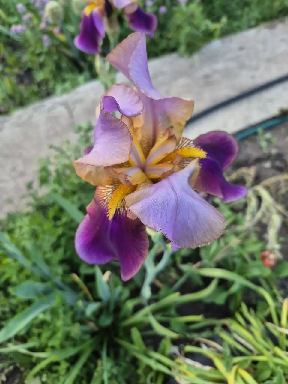 Продажа цветов ирисы, примула, колокольчик, георгин - Цветы (Растения) в Уфа