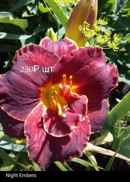 Продам деленки лилейников - Бассейны в Уфа