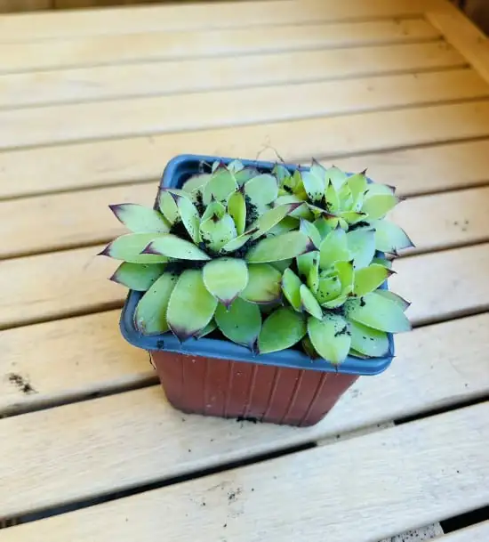 Каменные розы - Для дома и дачи в Уфа