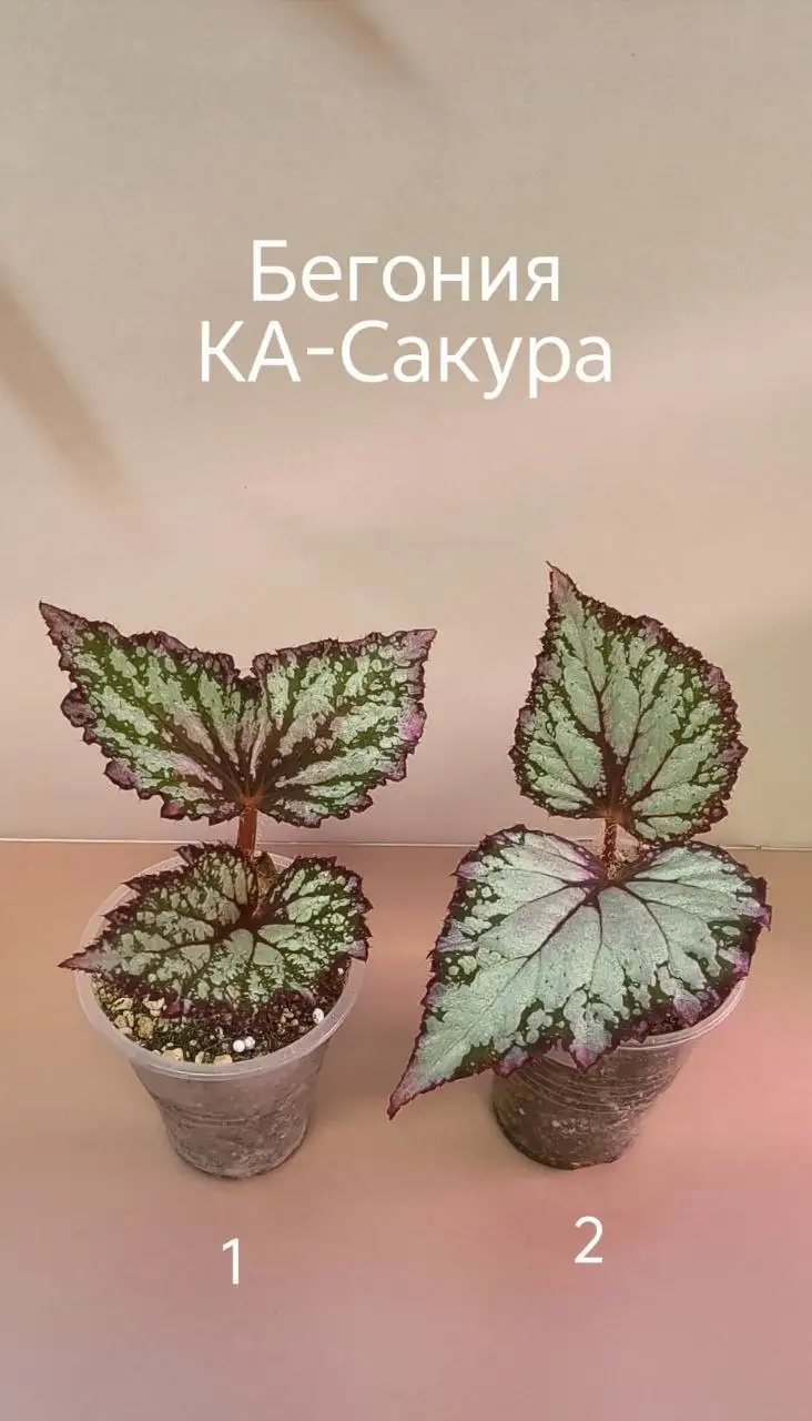 Продажа комнатных растений - Растения (Для дома и дачи) в Уфа