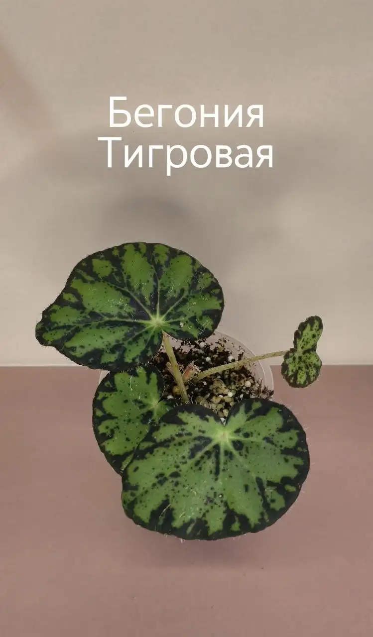 Продажа комнатных растений - Растения (Для дома и дачи) в Уфа